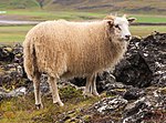 Thumbnail for Icelandic sheep