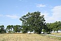 Čeština: Celkový pohled na památný strom Javor u Římova (Javor klen) u Římova, okr. Třebíč. English: Overview of famous tree Javor u Římova (Acer pseudoplatanus) near Římov, Třebíč District.