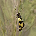 * Nomination Owlfly (Libelloides macaronius) female --Charlesjsharp 15:13, 14 July 2022 (UTC) * Promotion Really sharp throughout! -- Ikan Kekek 15:27, 14 July 2022 (UTC)