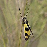 Libelloides macaronius (Owlfly) female, dorsal, wings closed
