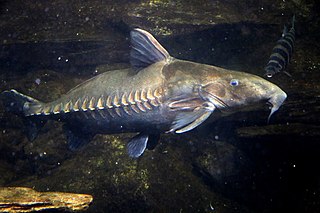 <i>Oxydoras niger</i> Species of fish