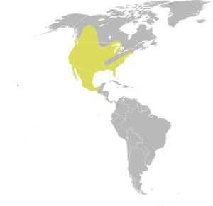 Oxyura jamaicensis distribution.svg