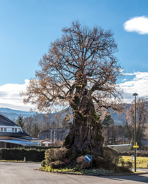 File:Pörtschach Pritschitz Klagenfurter Strasse Pritschitzer Weg Franzosenlinde 12122018 5633.jpg