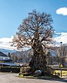 * Nomination "Napoleon linden tree" on Klagenfurter Strasse in Pritschitz, Pörtschach am Wörther See, Carinthia, Austria --Johann Jaritz 02:55, 29 December 2018 (UTC) * Promotion Good quality. --Seven Pandas 03:01, 29 December 2018 (UTC)