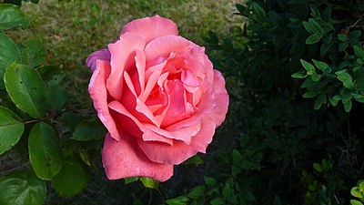 Rose / Upper Swabia