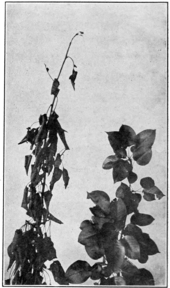 PSM V78 D480 Healthy and diseased twigs by pear blight.png