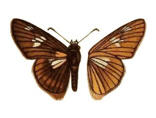 <i>Abantis ja</i> Species of butterfly