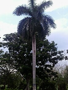 Arecaceae - Wikipedia