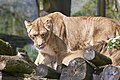 Panthera leo, Duisburg - 0146.jpg