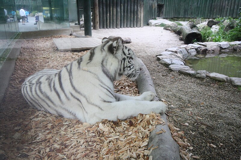 File:Panthera tigris in Liberec ZOO in Liberec, Liberec District.jpg