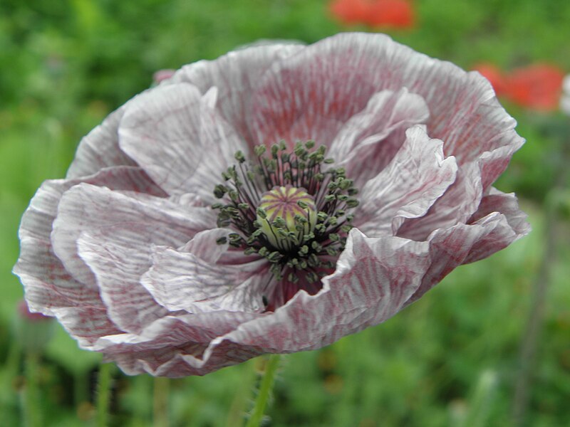 File:Papaver RH.jpg