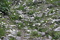 Papaver alpinum subsp. alpinum s.s. Austria - Steiermark