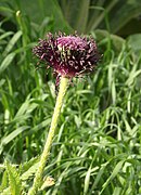 Papaver Orientale L..jpg