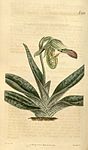Paphiopedilum venustum (as Cypripedium venustum) - Curtis' 47 pl. 2129 (1820).jpg