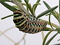 * Nomination A large caterpillar, of papilio machaon species clinging upside down to the stem of rosemary. --Sir Shurf 06:41, 18 May 2018 (UTC) * Decline Sorry, but not sharp enough, Tournasol7 06:57, 18 May 2018 (UTC)