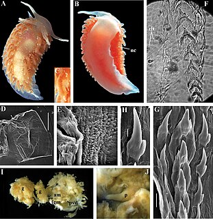 <i>Paracoryphella</i> Genus of sea slugs