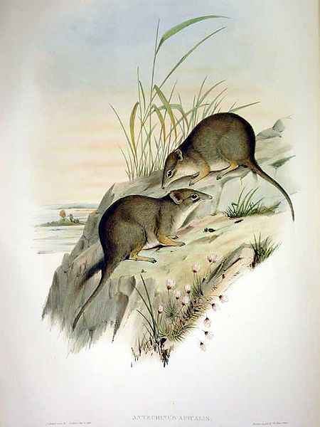 Parantechinus