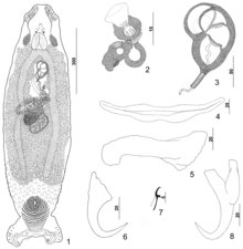 Parasite150040-fig1 Pseudorhabdosynochus americanus (Price, 1937) - фиг. 1-8.tif