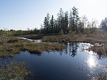 Sphagnum - Wikipedia