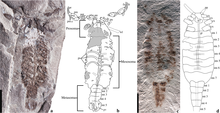 Parioscorpio fosil.png