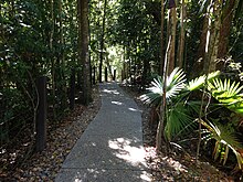 There are many well maintained paths in Eungella National Park