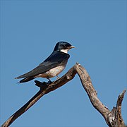 Baltakrūtė šelmeninė kregždė (Hirundo dimidiata)