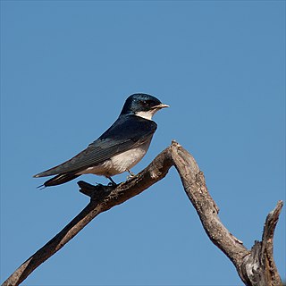 Pearl-breasted swallow species of bird