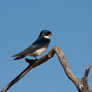 Pearl-breasted swallow Species of bird