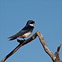 Miniatura para Hirundo dimidiata