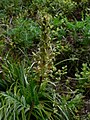 Pedicularis bracteosa