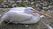 Thumbnail for File:Pelican Edinburgh Zoo 2004 SMC.jpg