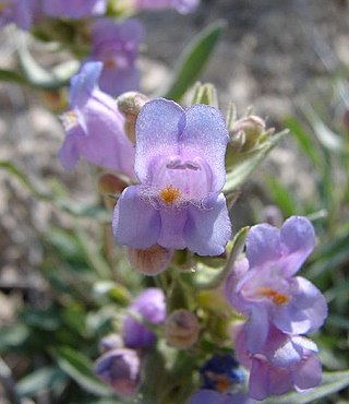 <i>Penstemon janishiae</i> Species of flowering plant
