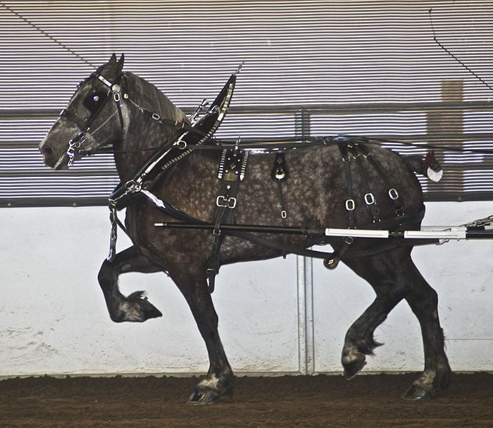 File:Percheron4.jpg