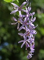 Miniatura para Petrea volubilis