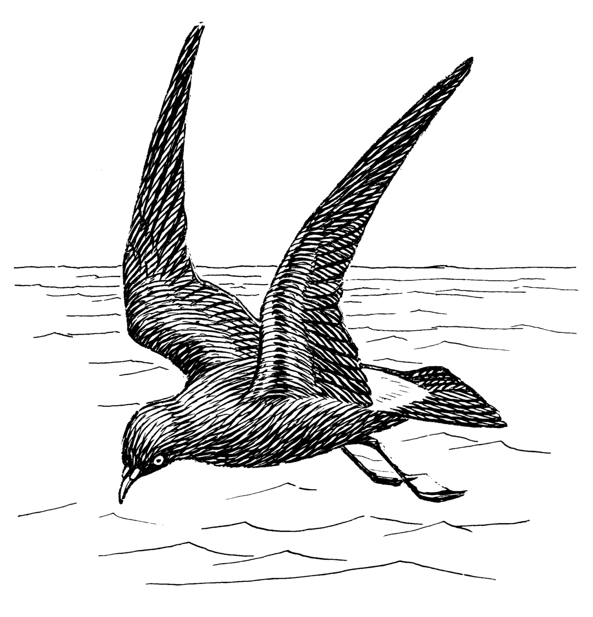 File:Pterodactyl (PSF).png - Wikipedia