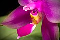 Phalaenopsis violacea Labellum