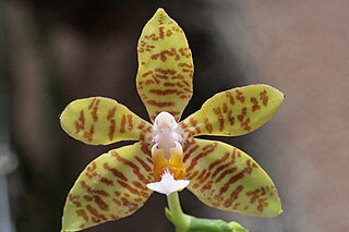 <i>Phalaenopsis amboinensis</i> Species of flower