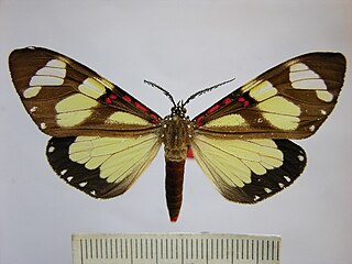 <i>Phaloe</i> Genus of moths