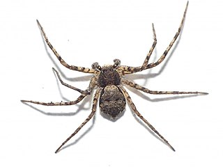 <i>Philodromus margaritatus</i> Species of spider