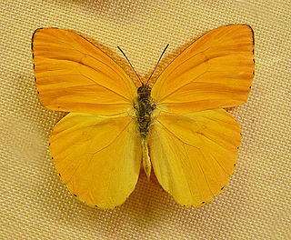 <i>Phoebis argante</i> species of insect