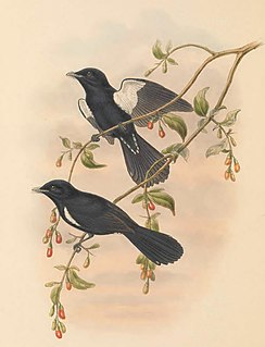 Black monarch Species of bird