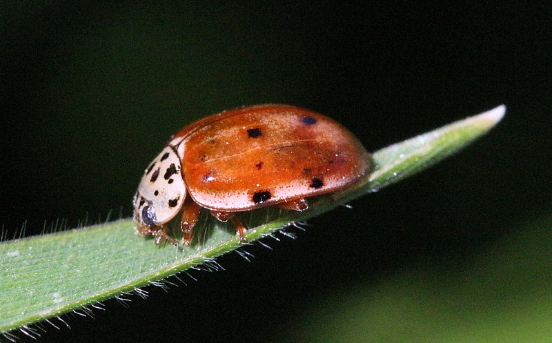 File:PikiWiki Israel 53714 beetle.jpg