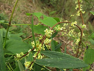 <i>Pimelea axiflora</i> Species of shrub
