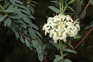 <i>Pimelea ciliolaris</i> Species of shrub
