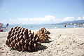 * Nomination Pinecone on the Beach Retreat and Lodge at Tahoe private beach in South Lake Tahoe, California. --Airickson 01:35, 5 February 2015 (UTC) * Decline Not sufficiently sharp, CA, too bright. --Mattbuck 23:07, 5 February 2015 (UTC)