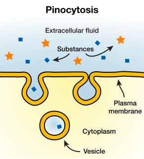 <span class="mw-page-title-main">Pinocytosis</span>