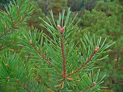 Pinus sylvestris Twigs