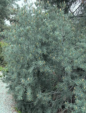 Pinus quadrifolia.jpg