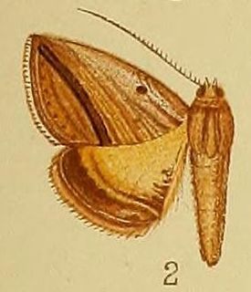 <i>Gnamptogyia</i> Genus of moths