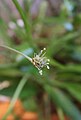 Plantago leiopetala inflorescence at medium stage with both stamens and stigmas.